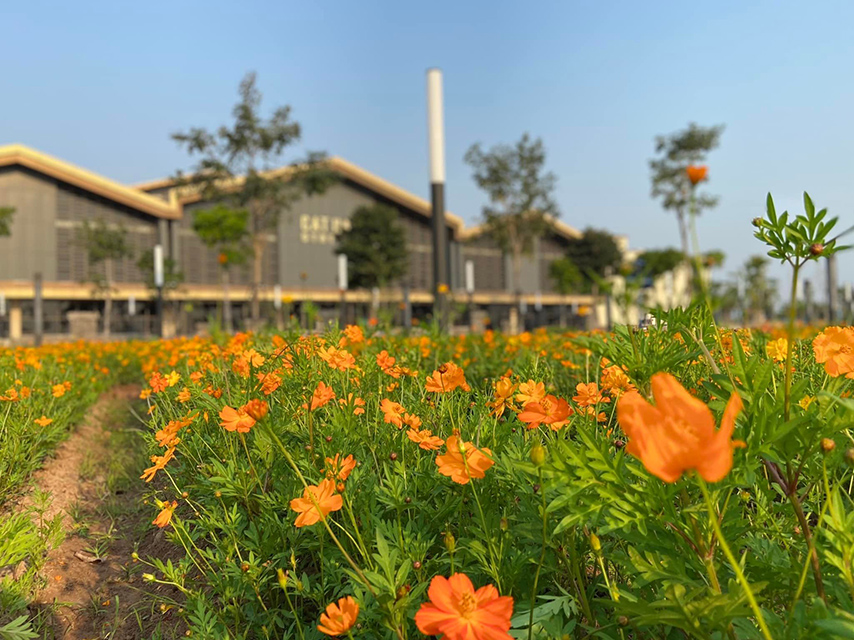 Hoa cánh bướm nở rộ trong tiết trời tháng 8 – tháng 11