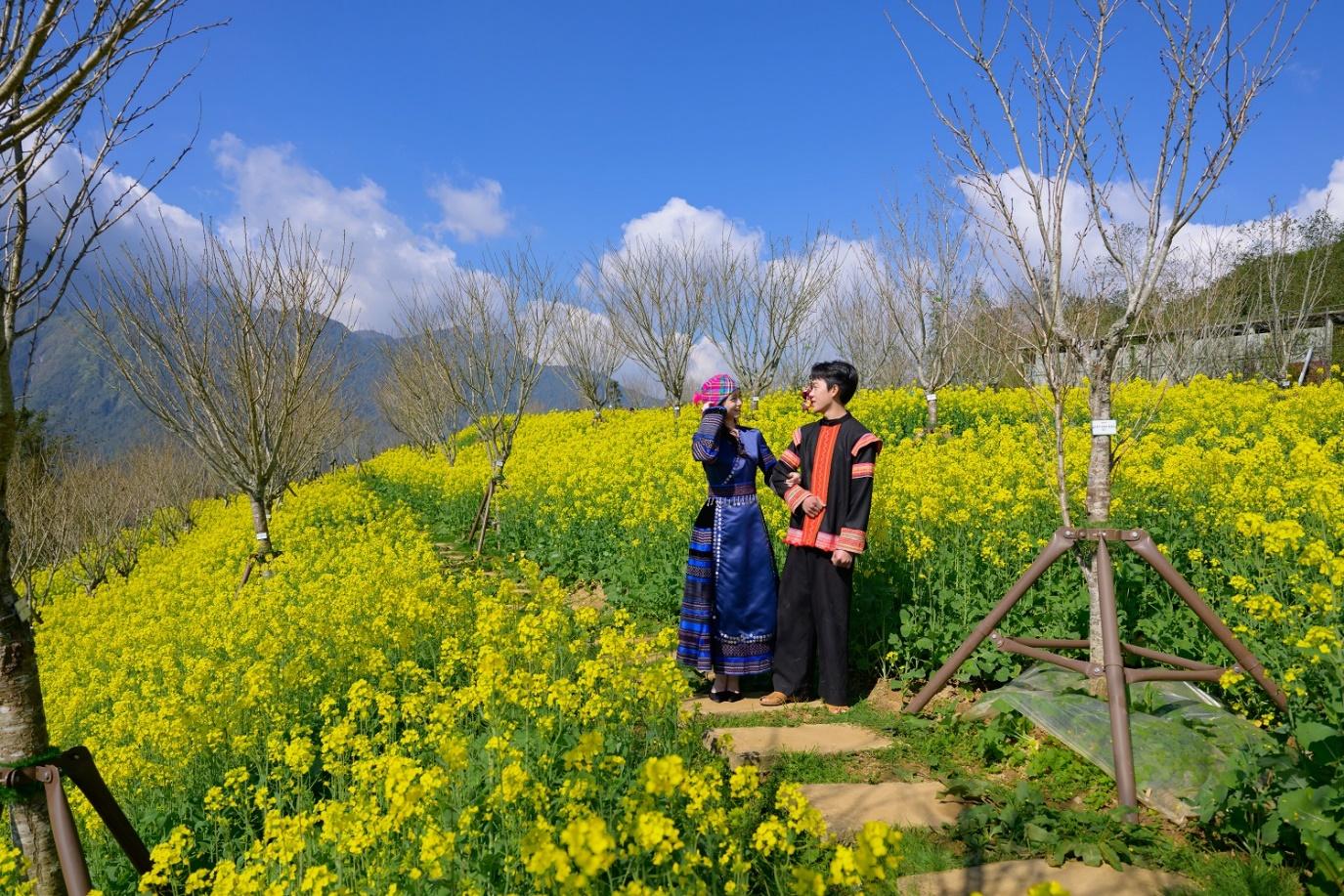 Du khách check-in bên đồi hoa cải tại Fansipan.
