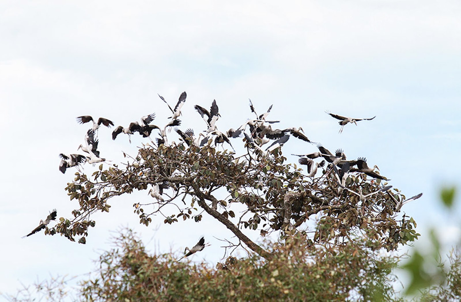 Vườn quốc gia Lò Gò - Xa Mát là nơi cư trú của nhiều loài động, thực vật quý hiếm nằm trong Sách đỏ.
