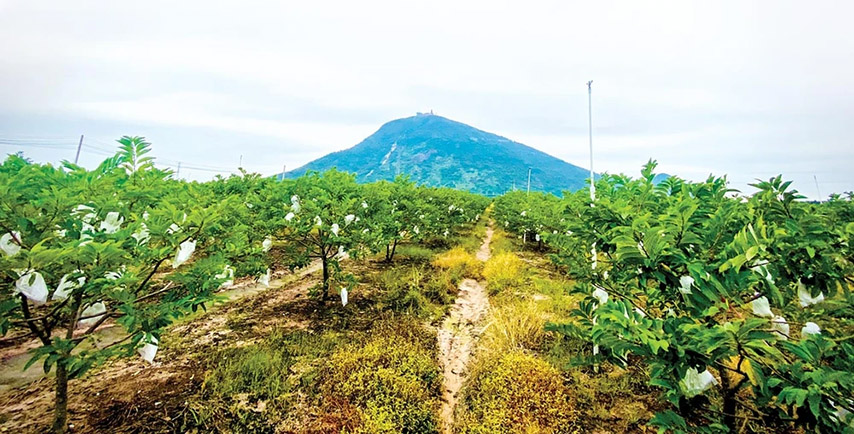 Đây là mặt hàng xuất khẩu làm nên thương hiệu của mảnh đất Tây Ninh 