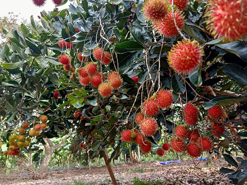 Những trái chôm chôm đỏ rực, tô điểm một góc vườn (Nguồn: Internet)