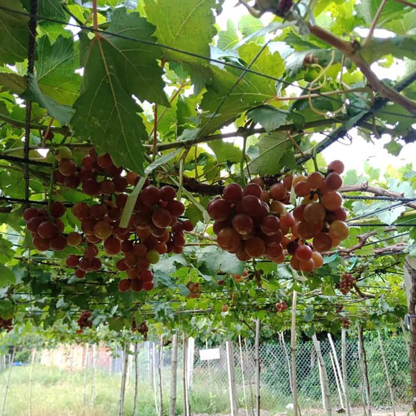 Cận cảnh những quả nho to tròn, mọng nước (Nguồn: Internet)