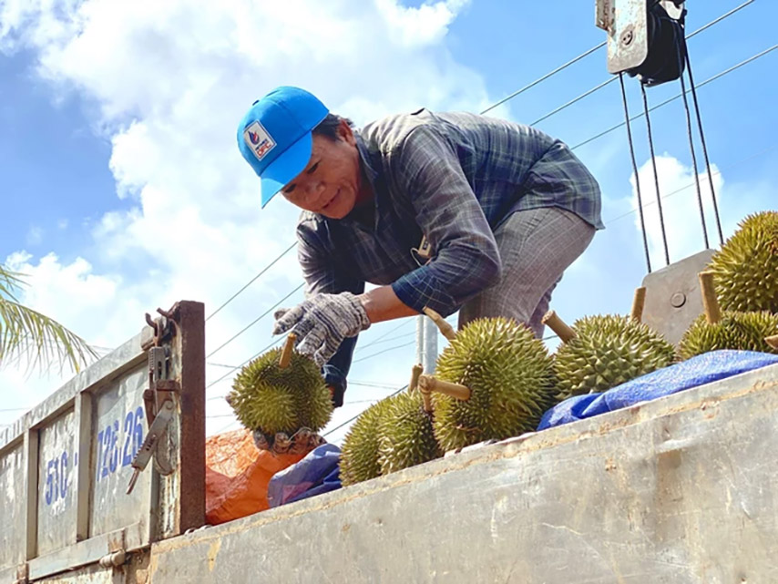 Sầu riêng Tây Ninh được trồng nhiều nhất tại xã Bàu Đồn, đem lại nguồn thu ổn định cho người dân nơi đây (Nguồn: Internet)