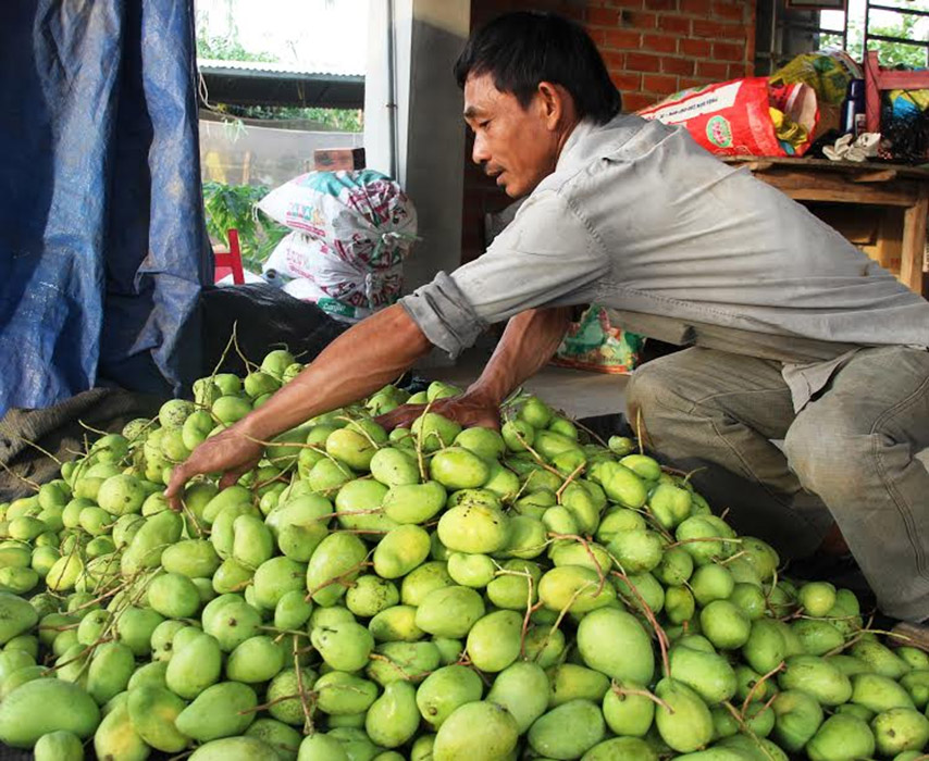 Xoài Tứ Quý Bà Đen là niềm tự hào của núi rừng Tây Ninh (Nguồn: Internet)