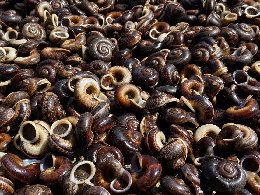 Ốc núi Bà Đen, không cần ngâm như các loại ốc thông thường chỉ cần rửa sạch là ốc sẽ tự động nhả hết đất cát ra ngoài (Nguồn: Internet)