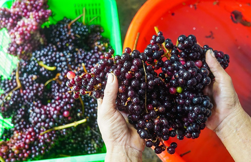 Loại nho rừng đặc biệt của Tây Ninh chuyên được sử dụng để làm rượu vang (Nguồn: Internet)