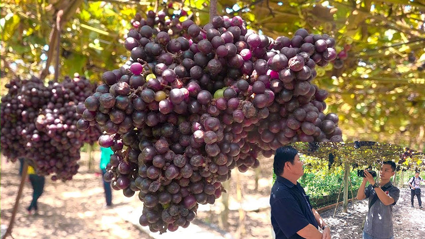 Giàn nho lúc lỉu trái màu đỏ sậm thu hút đông đảo du khách tới check-in (Nguồn: Internet)