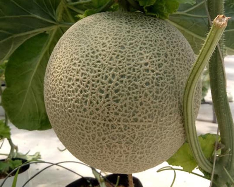 Giống dưa vườn FagriFarm trồng chủ yếu là dưa Cucumis melo xanh có nguồn gốc từ Châu Phi có vị ngọt đậm, mọng nước (Nguồn: Facebook DƯA LƯỚI FAGRI)