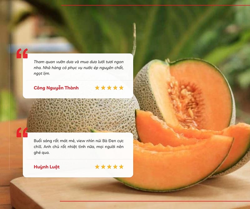 Cảm nhận của du khách khi ghé thăm và trải nghiệm tại vườn dưa lưới Tây Ninh