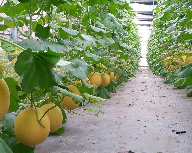 Vườn dưa lưới công nghệ cao Happy Farm là địa chỉ được nhiều du khách bình chọn nhất định phải ghé (Nguồn: Nông Trại Dưa Lưới Happy Farm)