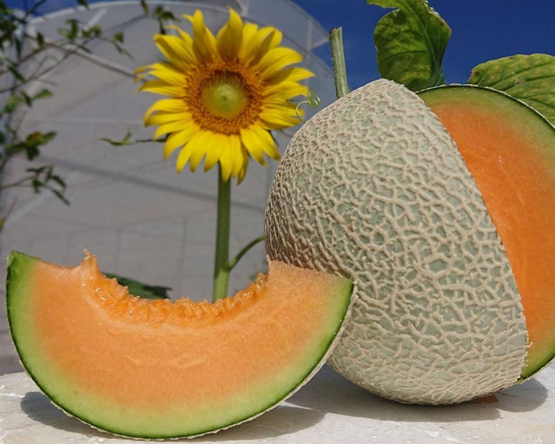 Nếu ghé thăm vườn FagriFarm, bạn đừng bỏ lỡ trải nghiệm thưởng thức hương vị ngọt lịm, mọng nước tại vườn nhé (Nguồn: Facebook DƯA LƯỚI FAGRI)