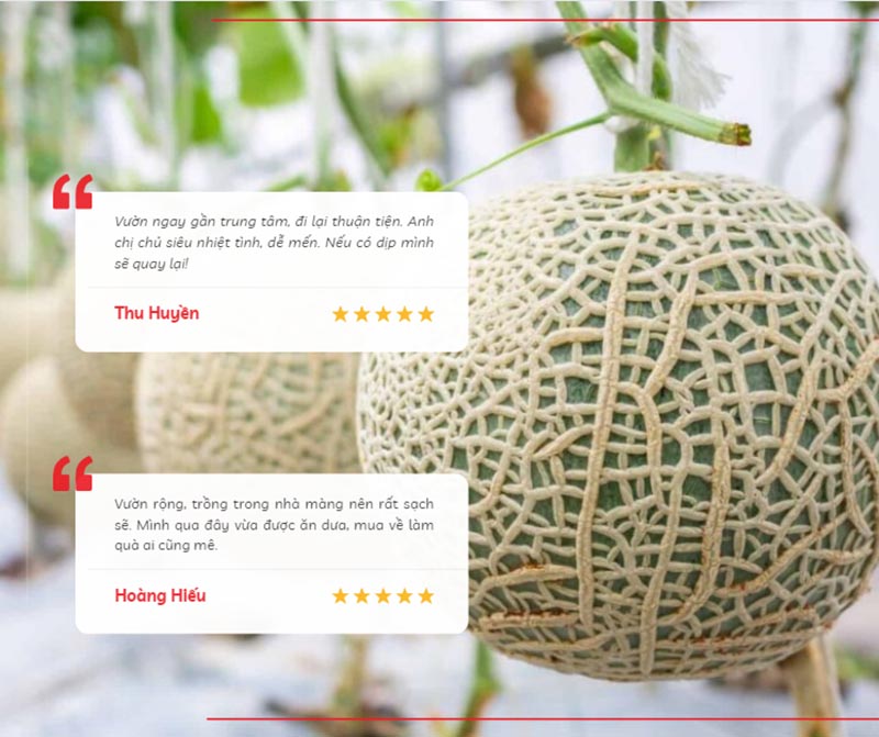 Cảm nhận của du khách khi tham quan, thu hoạch dưa lưới tại Lâm Anh Farm