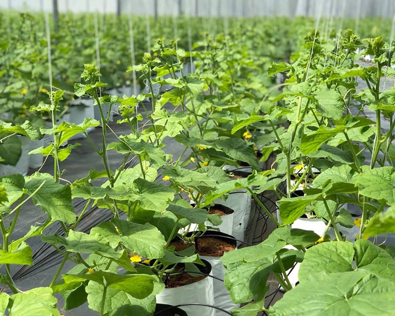 Vườn dưa lưới FagriFarm là địa chỉ check in siêu HOT được giới trẻ yêu thích (Nguồn: Facebook DƯA LƯỚI FAGRI)