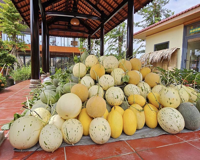 Bạn có thể tự tay thu hoạch và mua dưa tại Farm về làm quà tặng cho bạn bè, người thân (Nguồn: Facebook Nhà hàng Ba Den Farm – Trang trại dưa lưới)
