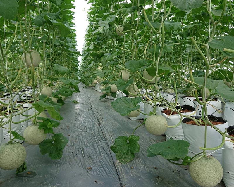 Tại vườn dưa lưới FagriFarm, du khách sẽ được tự tay thu hái dưa lưới và thưởng thức ngay tại vườn (Nguồn: Facebook DƯA LƯỚI FAGRI)