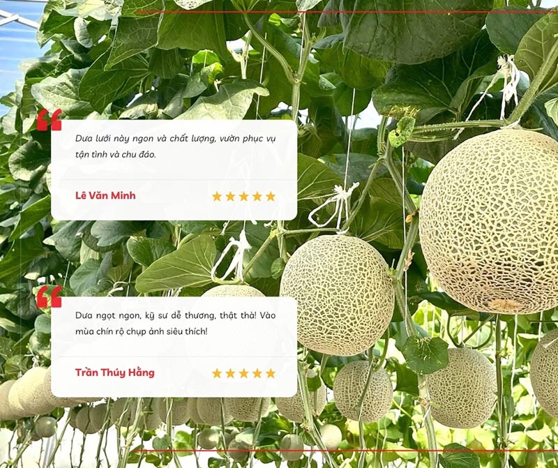 Chia sẻ của du khách ghé thăm vườn trồng dưa lưới FagriFarm