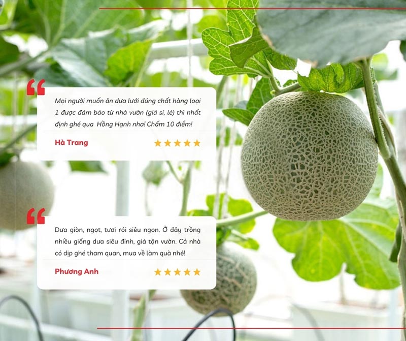 Tham quan vườn dưa lưới Hồng Hạnh theo mô hình nhà màng, đạt tiêu chuẩn VietGap