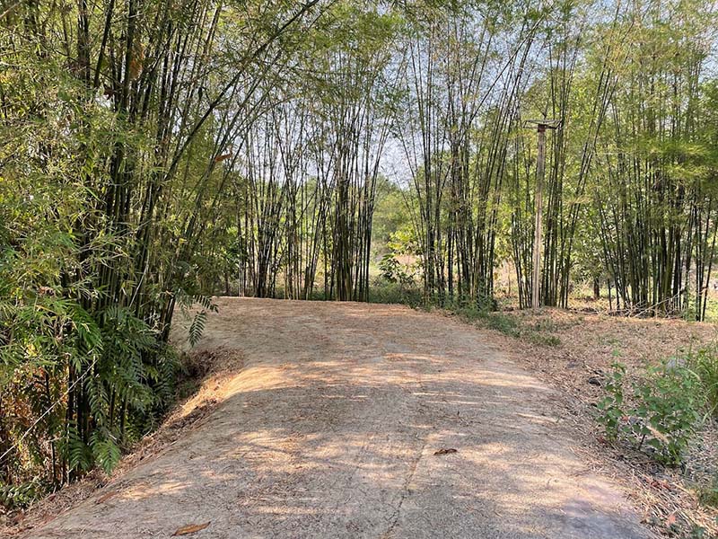 Bao quanh khu du lịch là rừng cây rậm rạp với khung cảnh còn khá hoang sơ (Nguồn: Nguyen Tan)