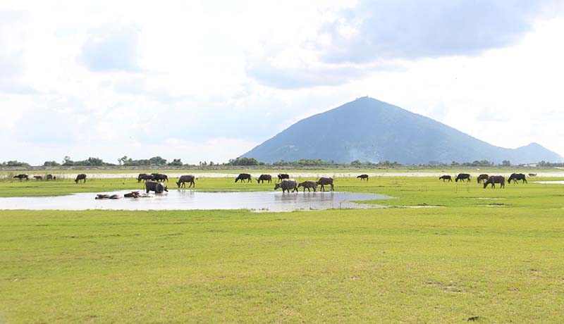 Khung cảnh thanh bình tại thảm cỏ ven hồ Dầu Tiếng (Nguồn: Tỉnh ủy Tây Ninh)
