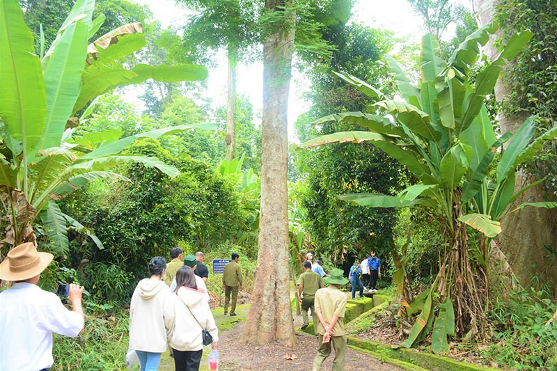 Không khó để bắt gặp những gốc cây cổ thụ trong rừng Chàng Riệc (Nguồn: Báo Thanh niên)