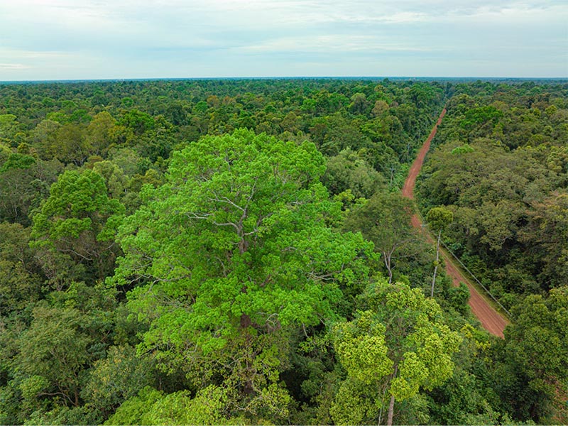 Những cánh rừng nguyên sinh bạt ngàn của vườn quốc gia Lò Gò Xa Mát (Nguồn: Du Lịch VQG Lò Gò – Xa Mát)