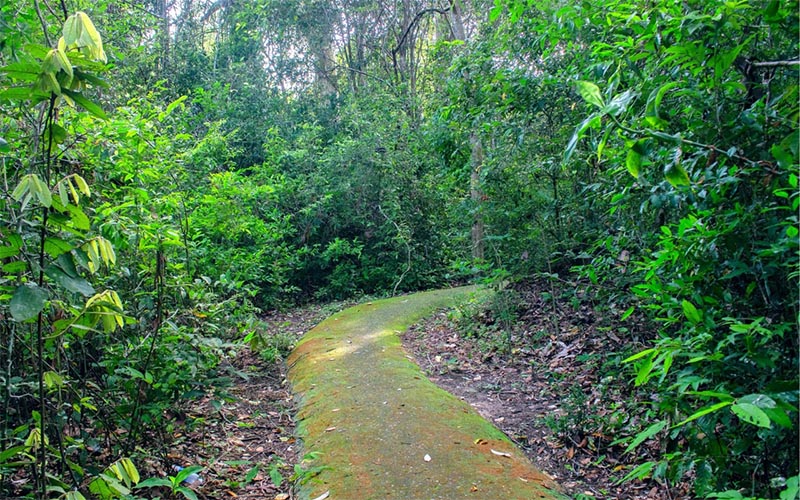 Con đường nhỏ xen giữa rừng cây dẫn vào suối Chò (Nguồn: Tân Châu Tây Ninh)