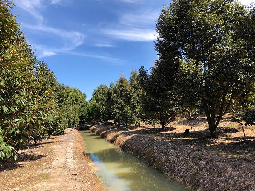 Bước chân vào vườn Gò Chùa, du khách sẽ choáng ngợp trước không gian vườn cực rộng (Nguồn: Internet)