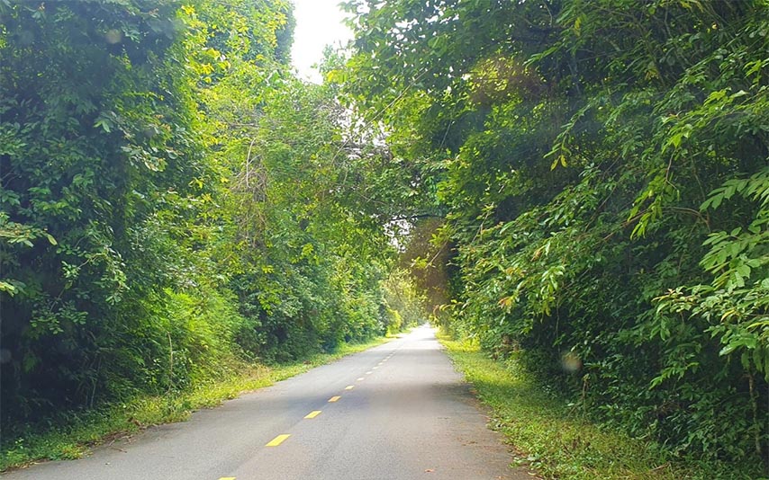 Con đường xanh mát, rợp bóng cây dẫn vào rừng chàng Riệc (Nguồn: Internet)