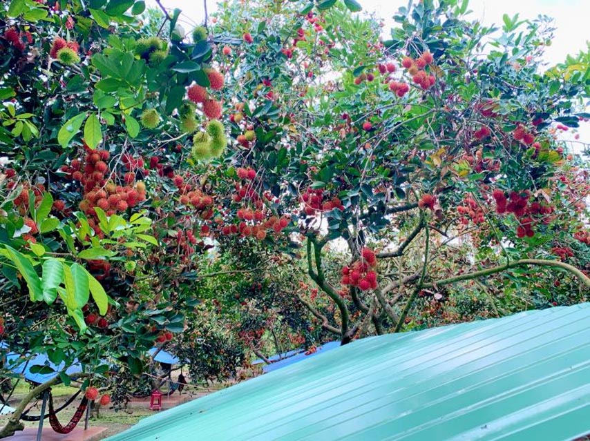 Những cây chôm chôm trĩu quả, đỏ rực một góc vườn (Nguồn: Internet)