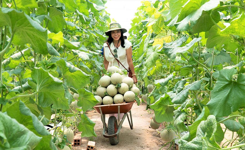 Những trái dưa lưới to tròn được thu hoạch tại nông trại Bà Đen Farm (Nguồn: Internet)