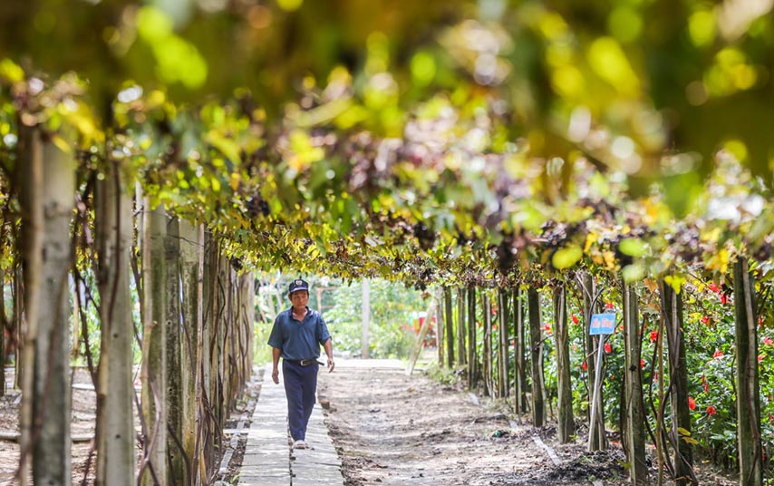 Những giàn dây leo thẳng tắp, sai trĩu quả của vườn nho Tây Ninh (Nguồn: Internet)