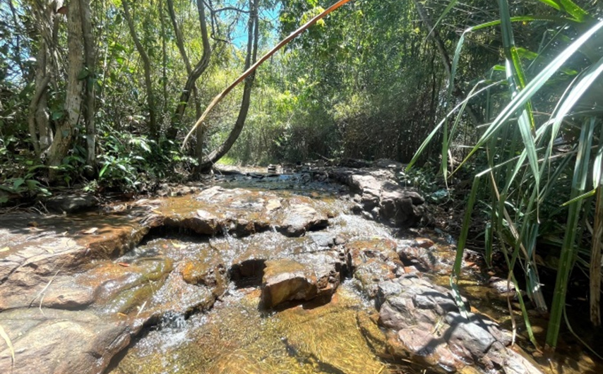 Lắng nghe tiếng cây rừng rì rào trong gió mang lại cảm giác yên bình khó tả (Nguồn: Internet)
