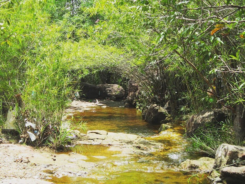 Những vòm cây che bóng mát cho suối Trúc Tây Ninh (Nguồn: Internet)