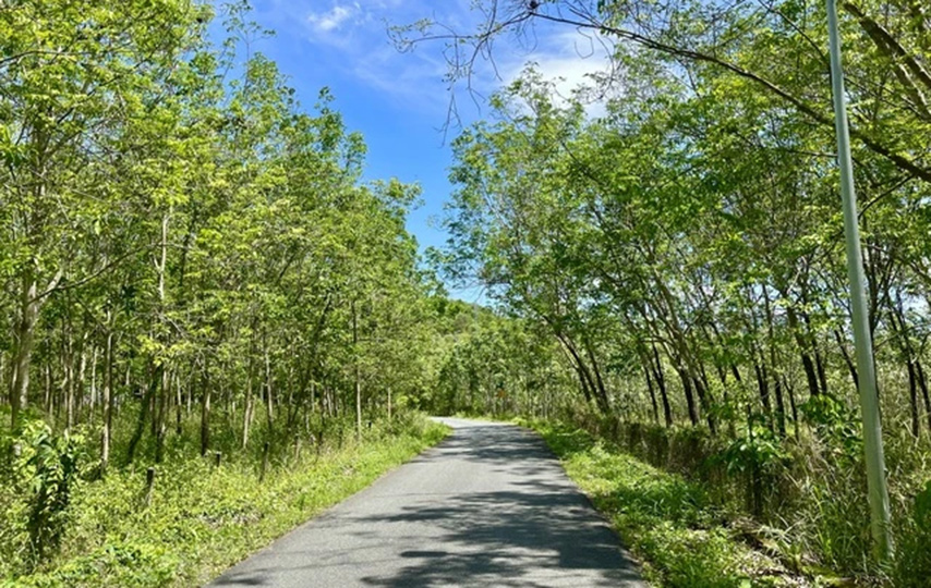 Không chỉ hai bên bờ suối mà con đường dẫn vào Suối Trúc cũng được phủ một màu xanh ngát (Nguồn: Internet)