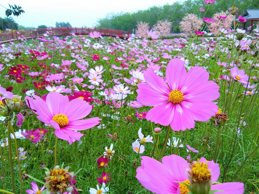 Nhiều loài hoa đua nhau nở rộ tại Thủy Hoa Viên (Nguồn: Internet)