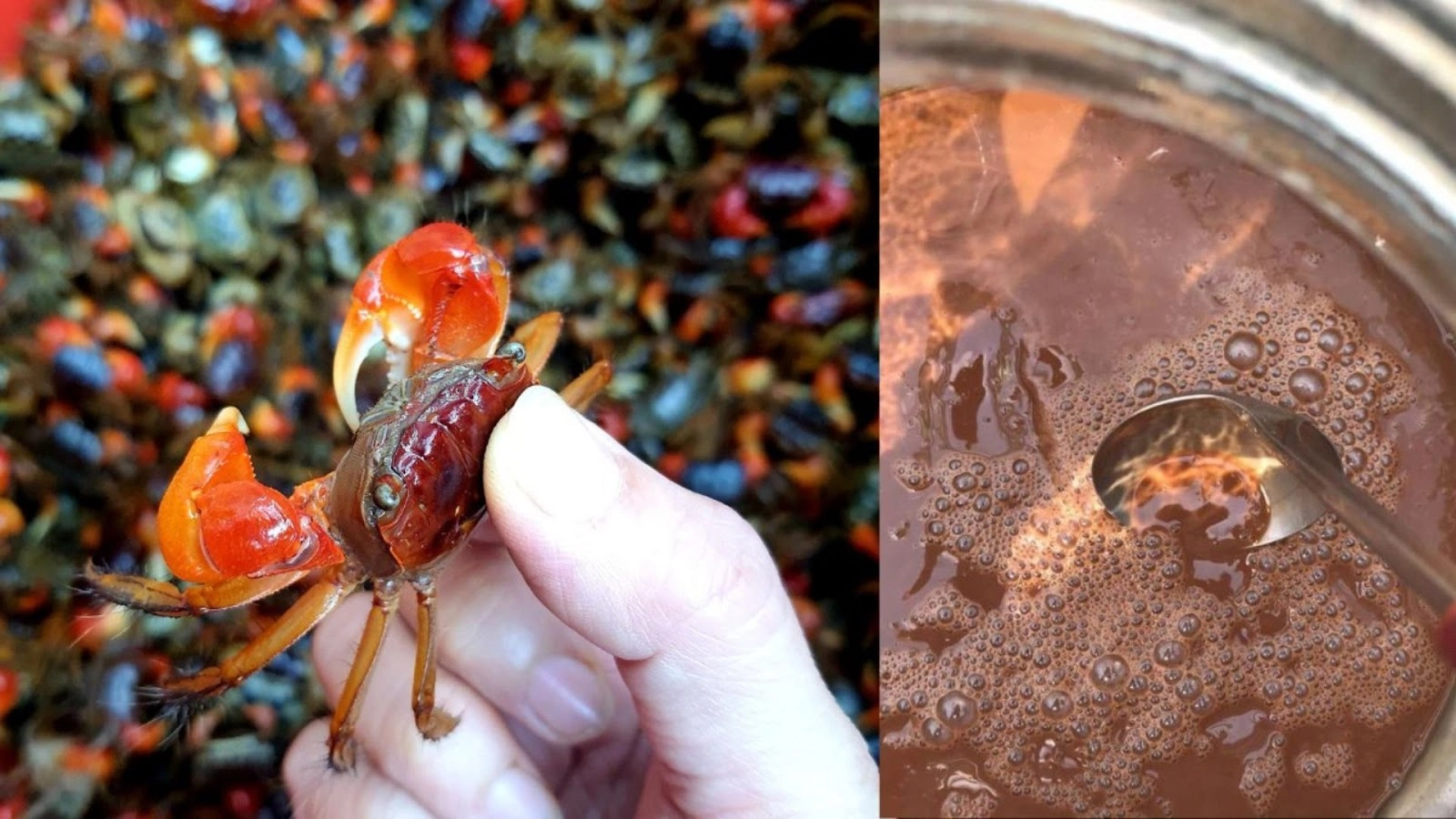 Mắm cáy Bình Lục đặc sản dân dã đậm vị quê hương Hà Nam